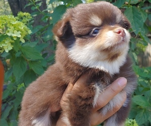 Pomeranian Puppy for sale in LITTLE ROCK, AR, USA