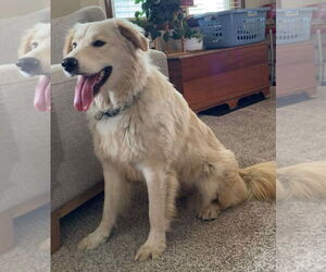 Golden Pyrenees Dogs for adoption in Farmington, MN, USA