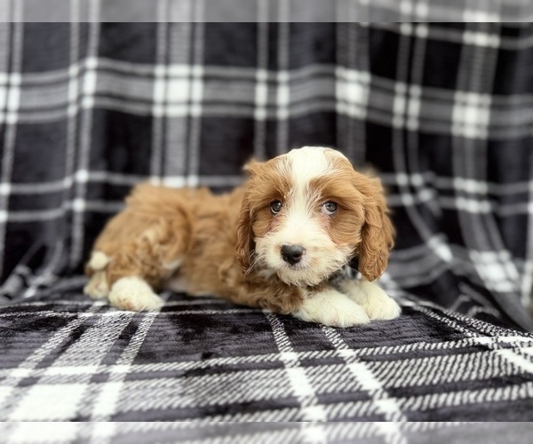 Medium Photo #7 Cavapoo (Miniature) Puppy For Sale in LAKELAND, FL, USA