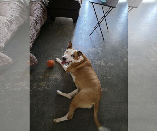 Medium Photo #3 American Pit Bull Terrier Puppy For Sale in Chandler, AZ, USA