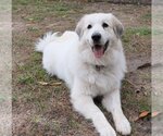 Small #36 Great Pyrenees