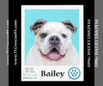 Small Photo #14 Bulldog Puppy For Sale in Kimberton, PA, USA