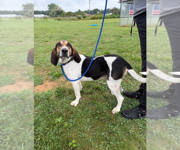 Medium Photo #3 Mutt Puppy For Sale in Pierceton , IN, USA
