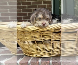 Cock-A-Poo Puppy for sale in COLUMBUS, GA, USA
