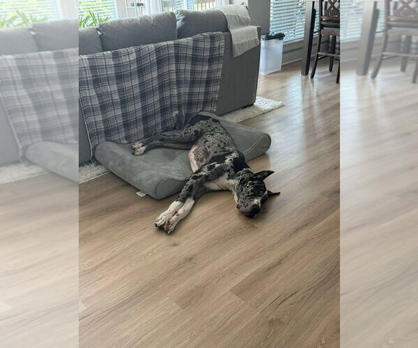 Medium Photo #3 Great Dane Puppy For Sale in Bullard, TX, USA