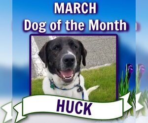 Labrador Retriever-Unknown Mix Dogs for adoption in Rockaway, NJ, USA