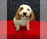 Small #2 Bichon Frise-Poodle (Standard) Mix