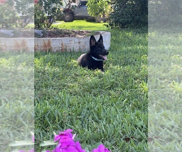 Medium Photo #5 German Shepherd Dog Puppy For Sale in JACKSONVILLE, FL, USA