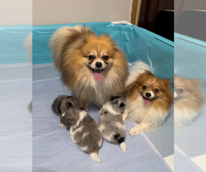 Pomeranian Litter for sale in MIAMI, FL, USA