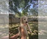 Small Photo #4 Labradoodle Puppy For Sale in THE WOODLANDS, TX, USA