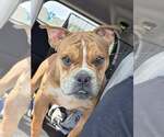 Small #2 American Pit Bull Terrier-Bulldog Mix