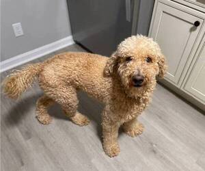 Mother of the Catahoula Leopard Dog-Goldendoodle Mix puppies born on 05/15/2026
