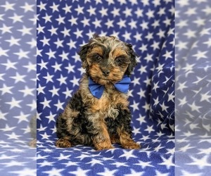 Cock-A-Poo Puppy for sale in STEVENS, PA, USA