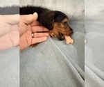 Small #4 Dorkie