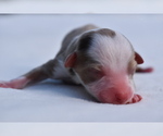 Small #1 Miniature Australian Shepherd