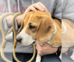Small #1 Beagle
