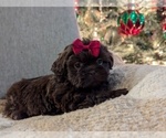 Puppy Macy Shih Tzu