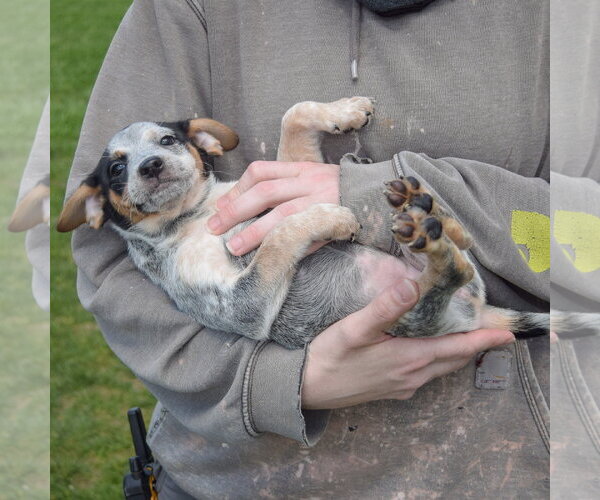 Medium Photo #4 Pug-Unknown Mix Puppy For Sale in Huntley, IL, USA