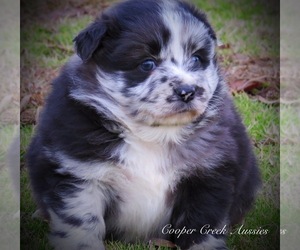 Medium Miniature Australian Shepherd