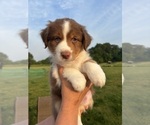 Small Photo #6 Australian Shepherd Puppy For Sale in NILES, MI, USA