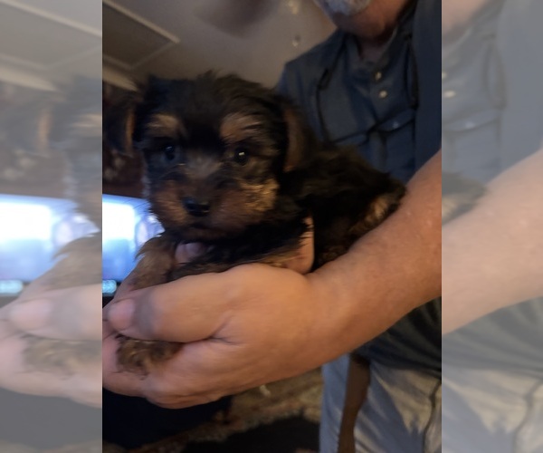 Medium Photo #3 Yorkshire Terrier Puppy For Sale in AUSTELL, GA, USA