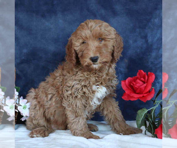 Medium Photo #3 Goldendoodle Puppy For Sale in GAP, PA, USA