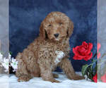 Small Photo #3 Goldendoodle Puppy For Sale in GAP, PA, USA