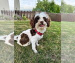 Small #8 Havanese