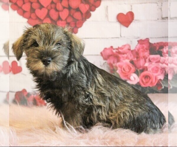 Medium Photo #4 Schnauzer (Miniature) Puppy For Sale in HONEY BROOK, PA, USA
