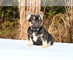 Small #5 French Bulldog