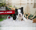 Small #2 Boston Terrier