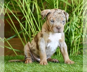 American Bully Puppy for sale in DE LEON SPRINGS, FL, USA