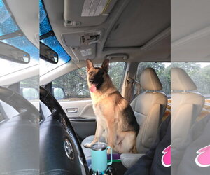 German Shepherd Dog-Unknown Mix Dogs for adoption in Thomasville, NC, USA