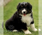 Small #2 Australian Shepherd