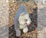 Small #4 Bichon Frise