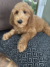 Goldendoodle-Poodle (Standard) Mix Puppy for sale in RICHMOND, IL, USA