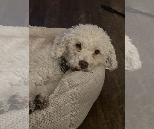 Medium Photo #2 Bichon Frise-Unknown Mix Puppy For Sale in Rootstown, OH, USA