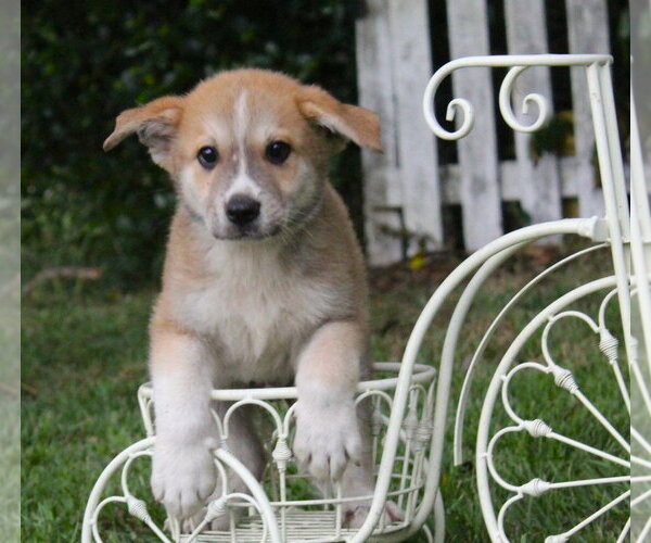 Medium Photo #2 German Shepherd Dog-Unknown Mix Puppy For Sale in Holly Hill, SC, USA