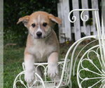 Small #1 German Shepherd Dog Mix
