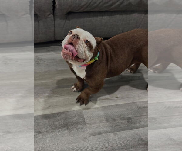 Medium Photo #3 Bulldog-Unknown Mix Puppy For Sale in Las Vegas, NV, USA