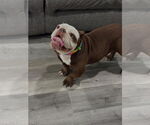Small #2 Bulldog Mix
