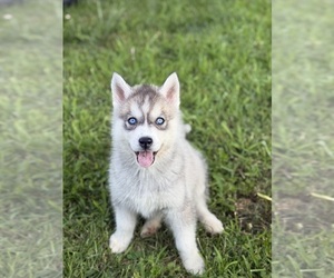 Medium Siberian Husky