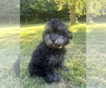 Small #9 Poodle (Miniature)