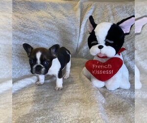 French Bulldog Puppy for sale in LIGHTHOUSE POINT, FL, USA