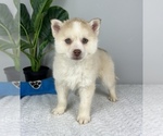 Small Photo #4 Pomsky Puppy For Sale in FRANKLIN, IN, USA