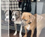 Small #9 American Pit Bull Terrier Mix