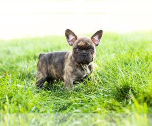 French Bulldog Puppy for sale in BREMEN, IN, USA