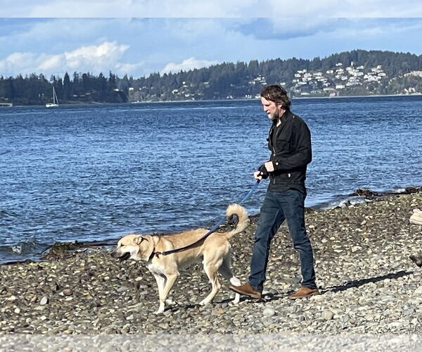 Medium Photo #4 Mutt Puppy For Sale in Bellevue, WA, USA