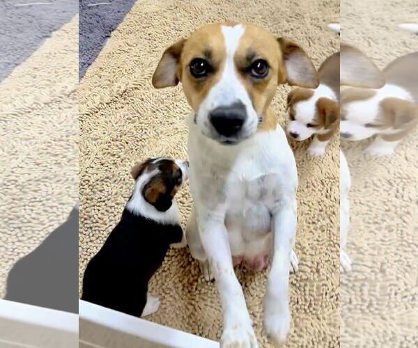 Medium Photo #1 Beagle-Unknown Mix Puppy For Sale in Green Forest, AR, USA