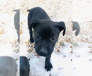 Mutt Dogs for adoption in Holly Springs, NC, USA